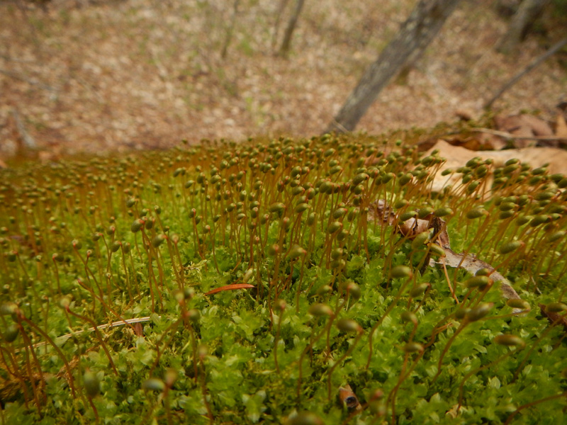 Plagiomnium cuspidatum